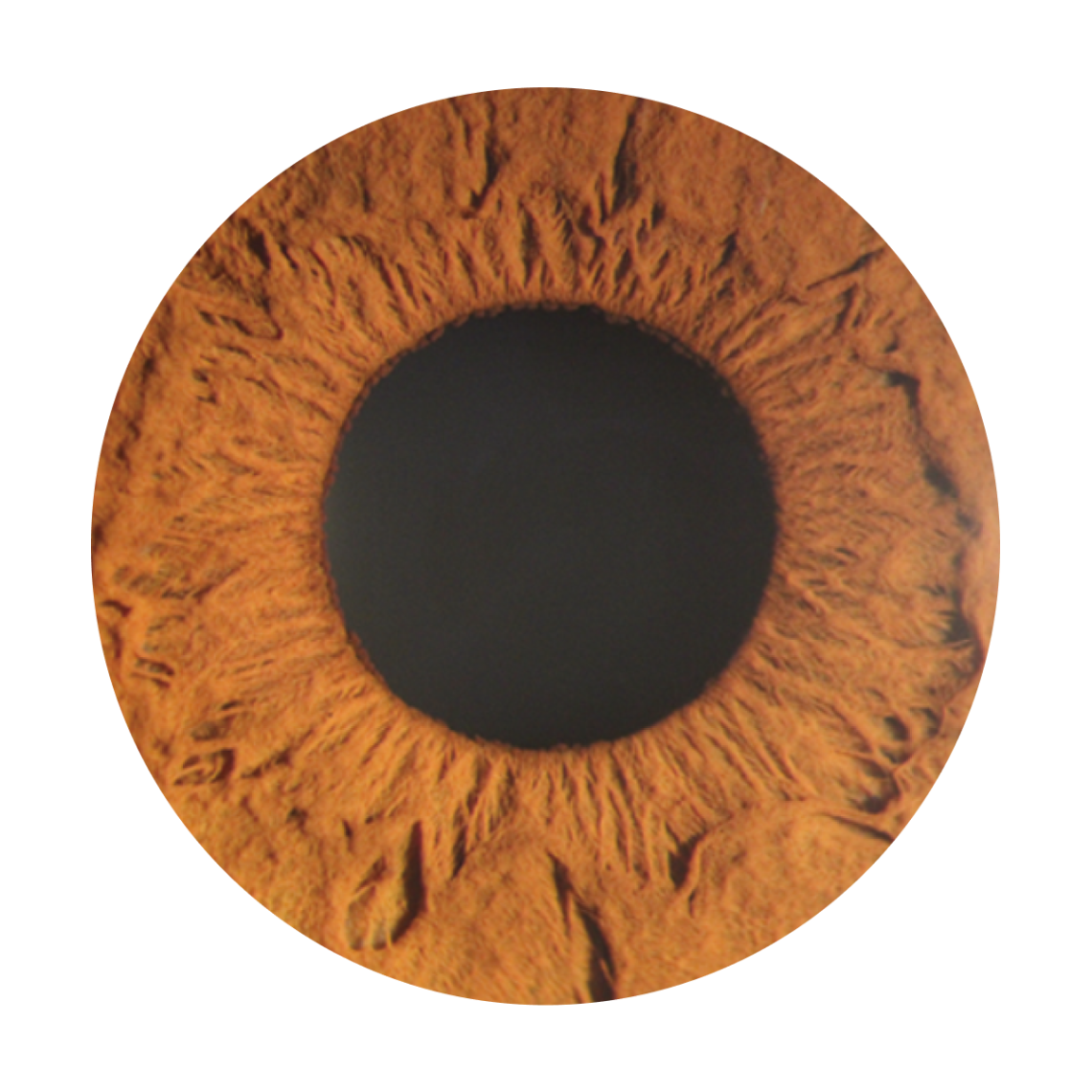 Main MediTech Slit Lamp SL-2S